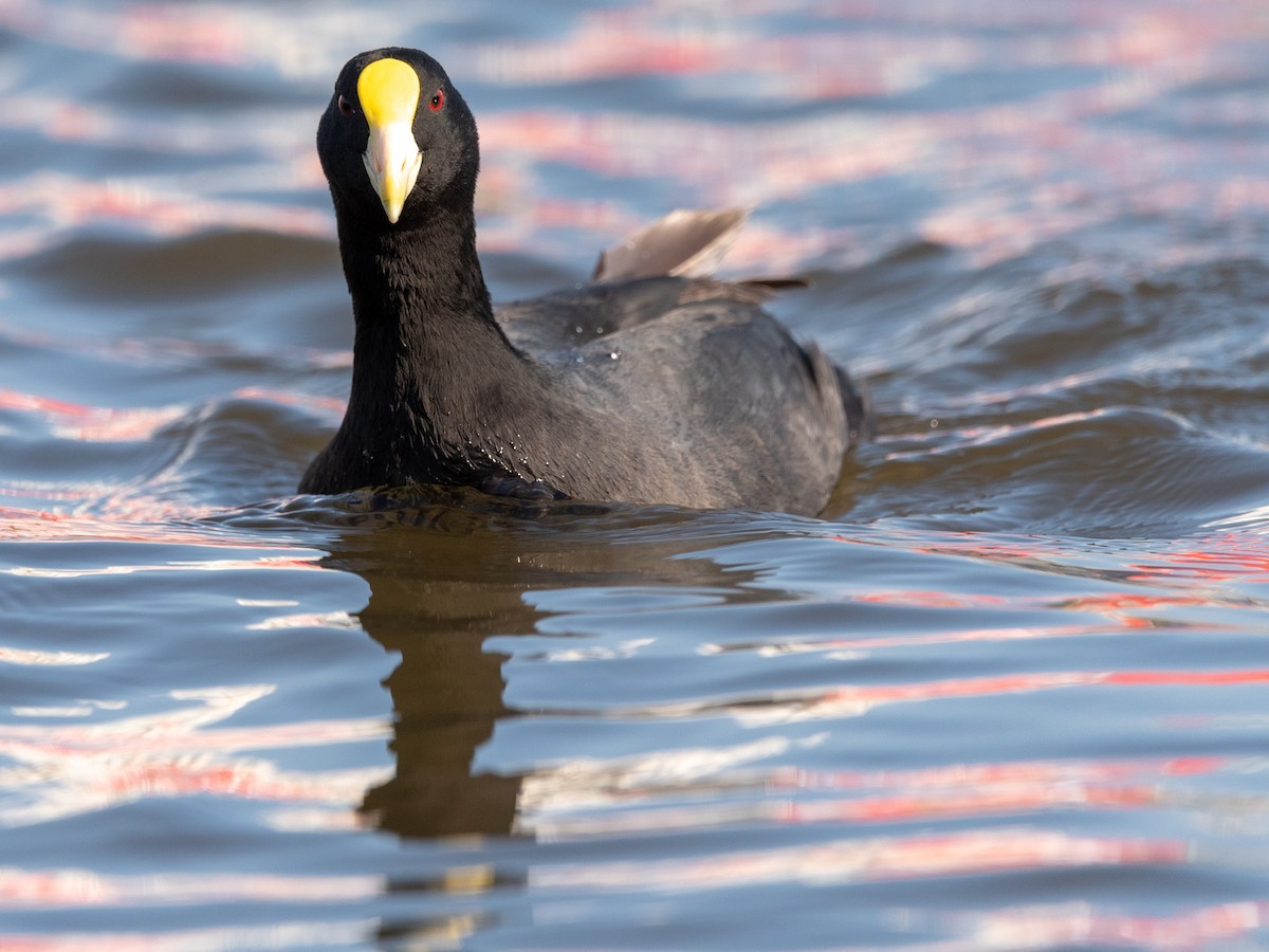 White-winged Coot - Pablo Maass Zepeda