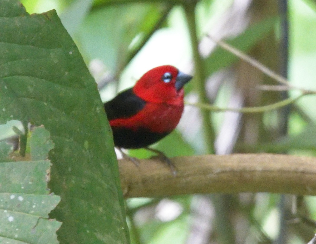 Black-bellied Seedcracker - FELIX-MARIE AFFA'A