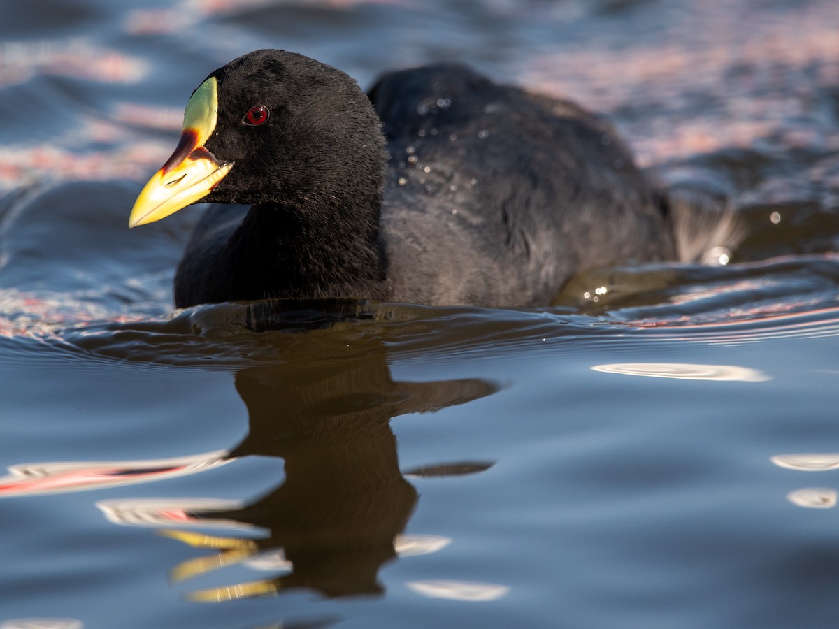 Red-gartered Coot - ML518314321