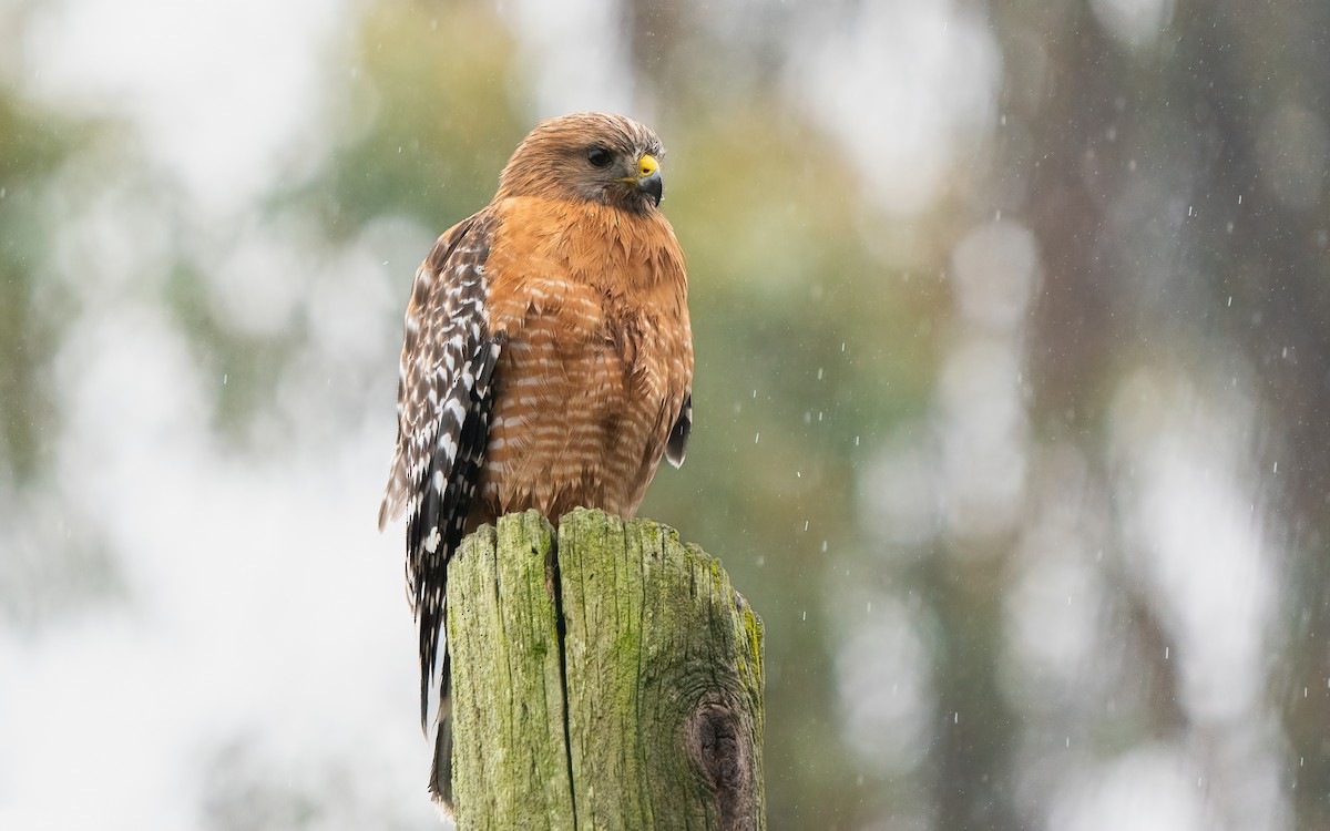 Red-shouldered Hawk (elegans) - ML518316201