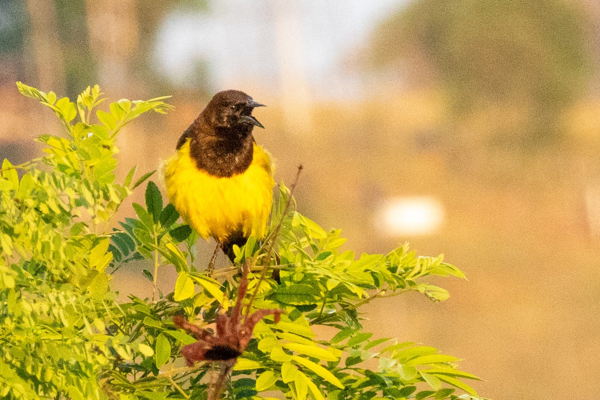 Yellow-rumped Marshbird - ML518316431