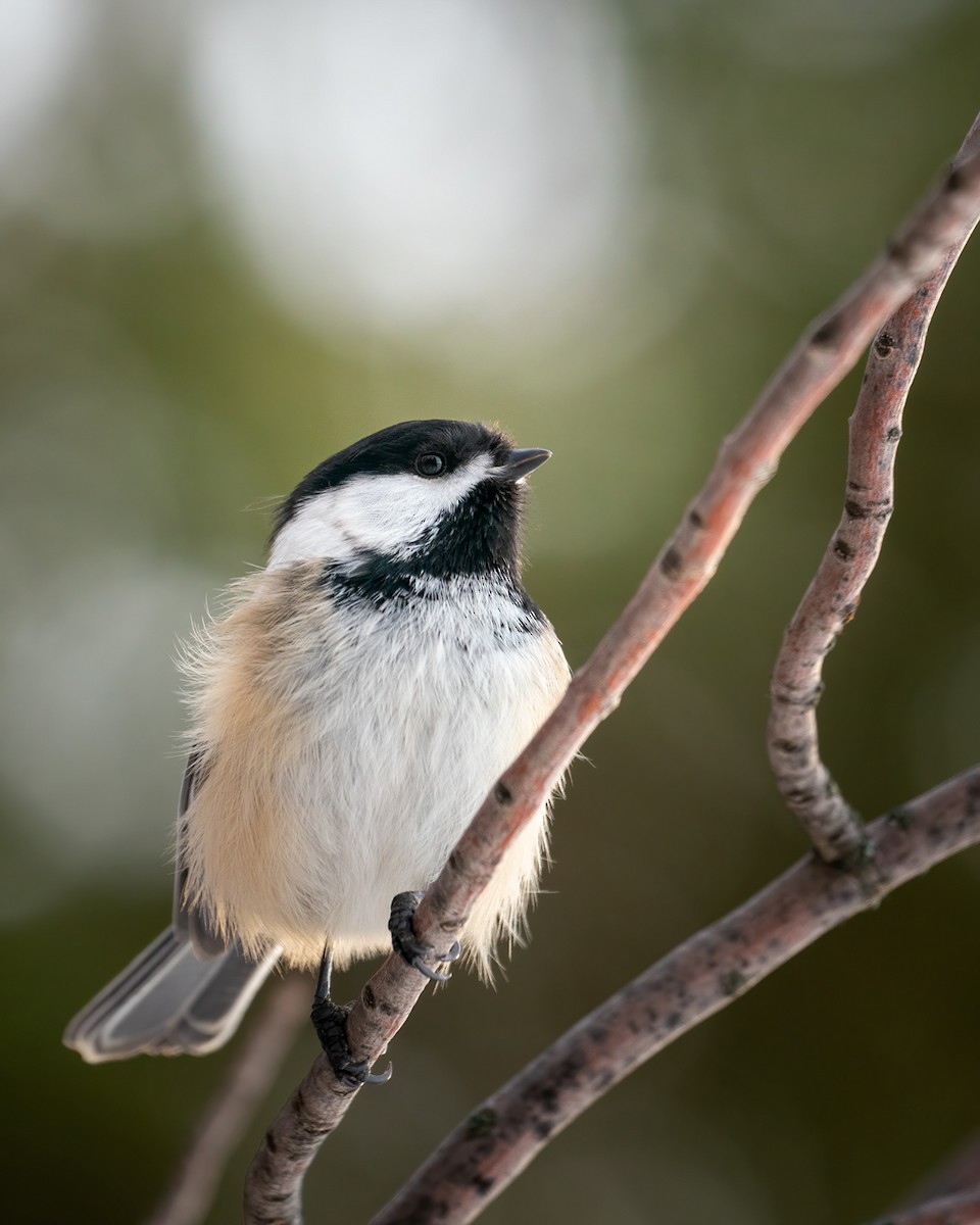 Black-capped Chickadee - ML518316701