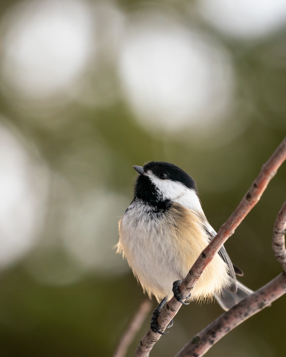 Black-capped Chickadee - ML518316711