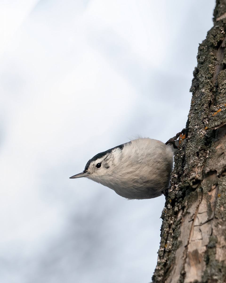 White-breasted Nuthatch - ML518316741