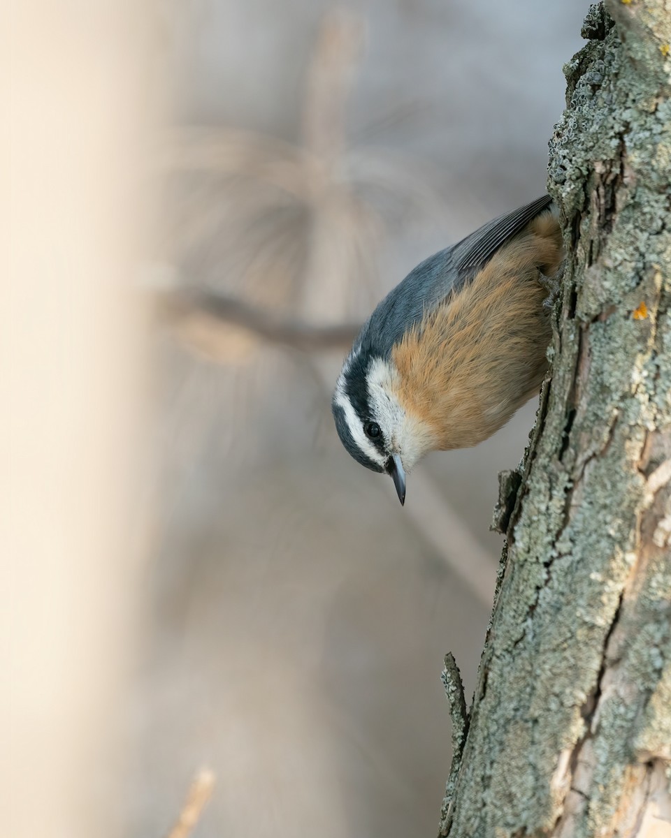 Red-breasted Nuthatch - ML518316801