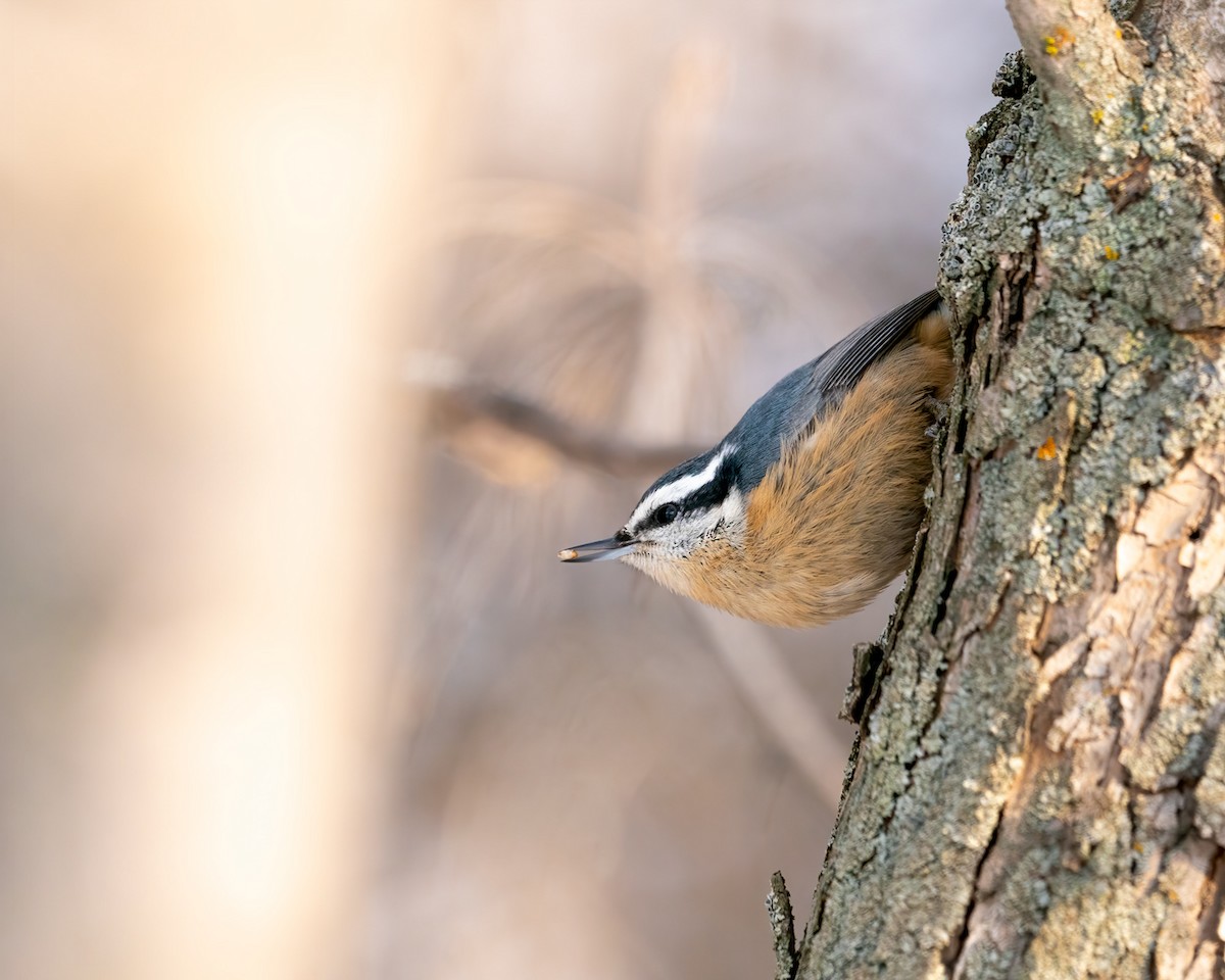 Red-breasted Nuthatch - ML518316811