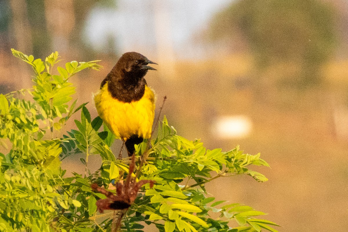 Yellow-rumped Marshbird - ML518316901