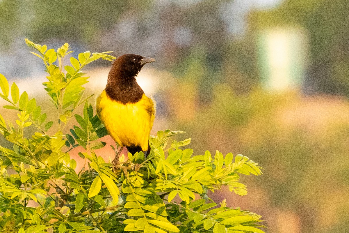 Yellow-rumped Marshbird - ML518317161