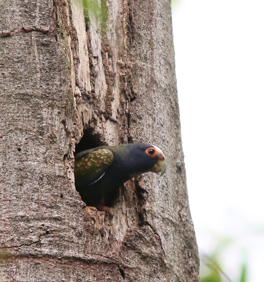 amazónek běločelý - ML518317321