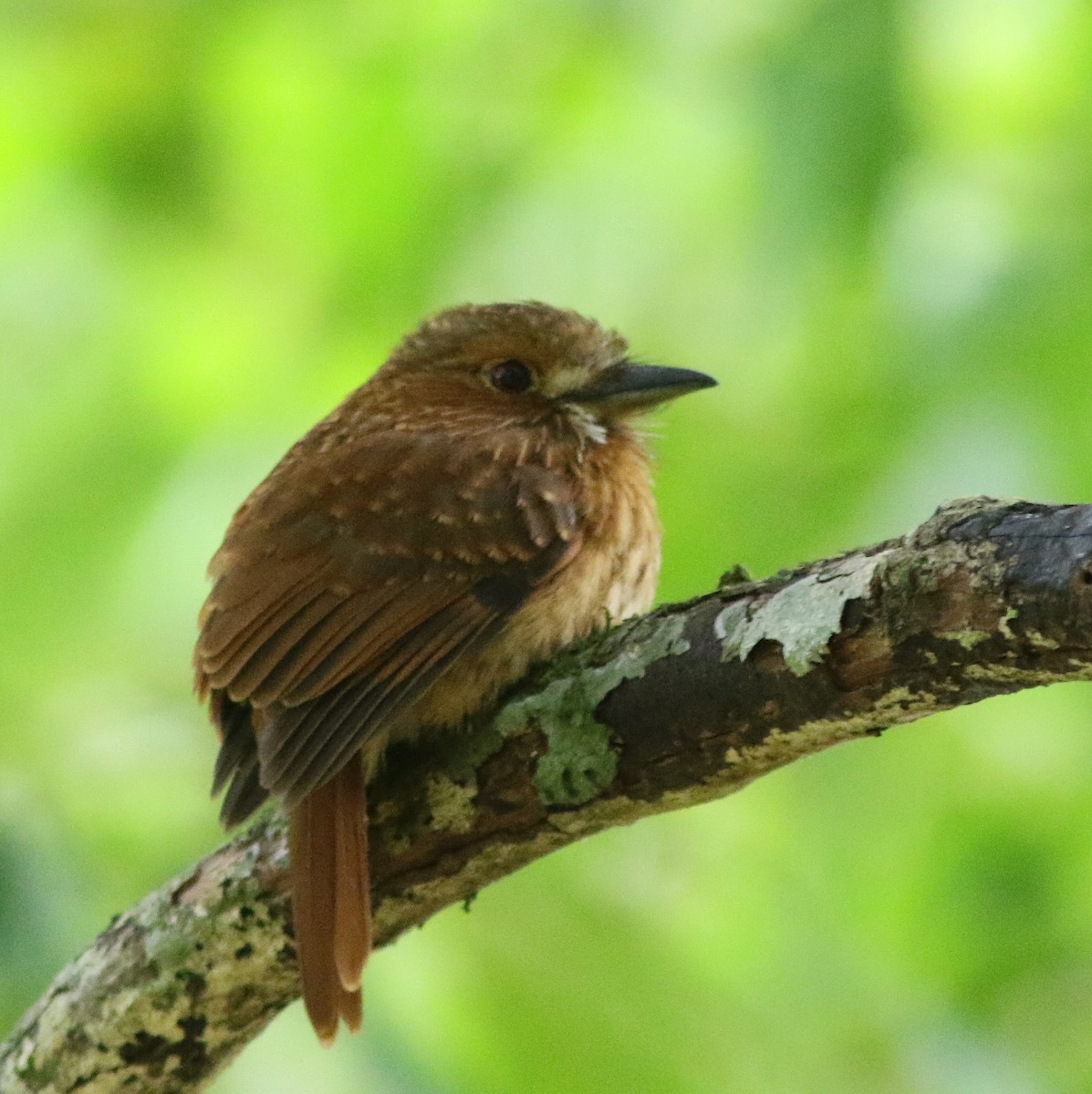 lenivka bělovousá - ML518317411