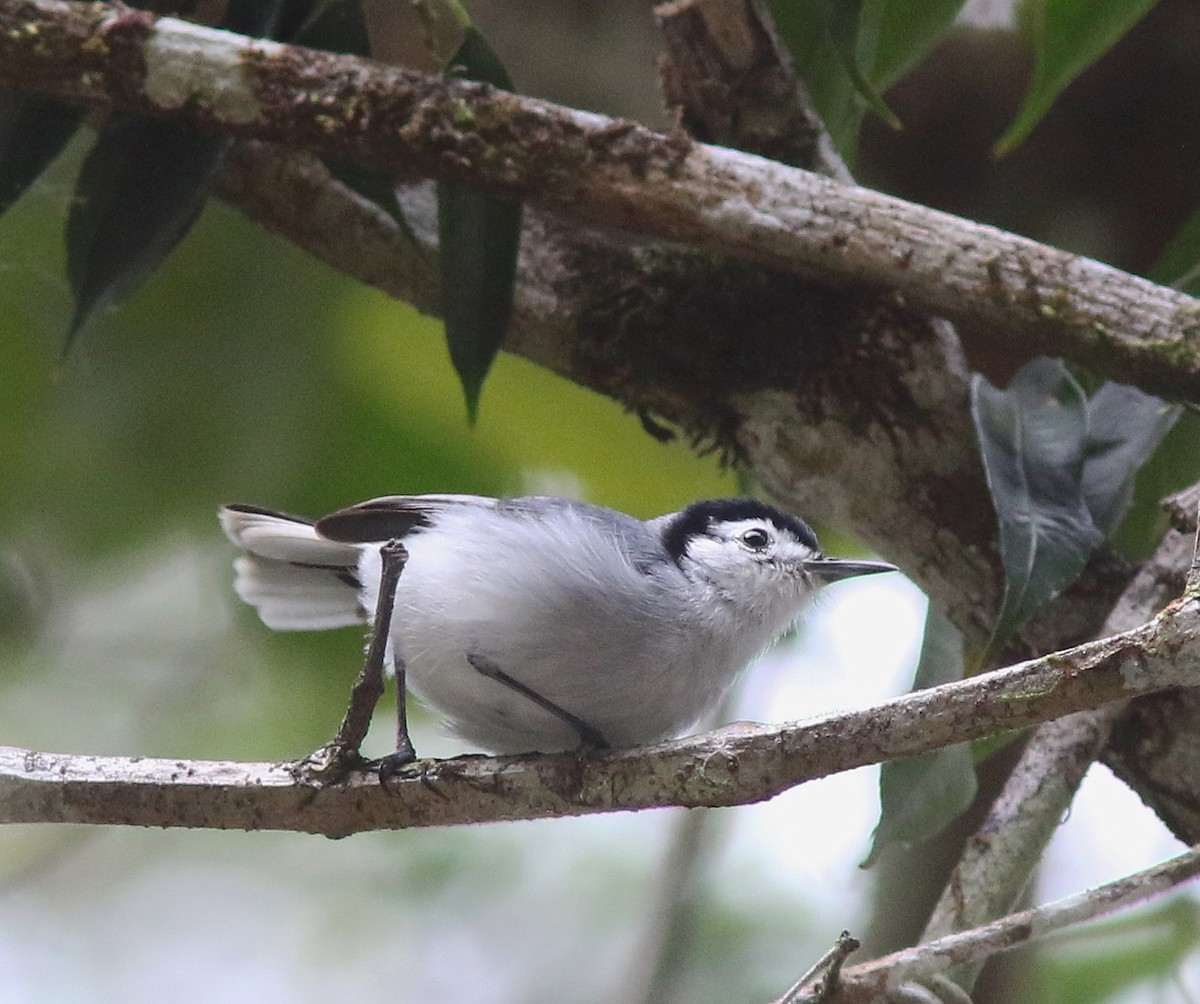 leskot bělolící - ML518317621