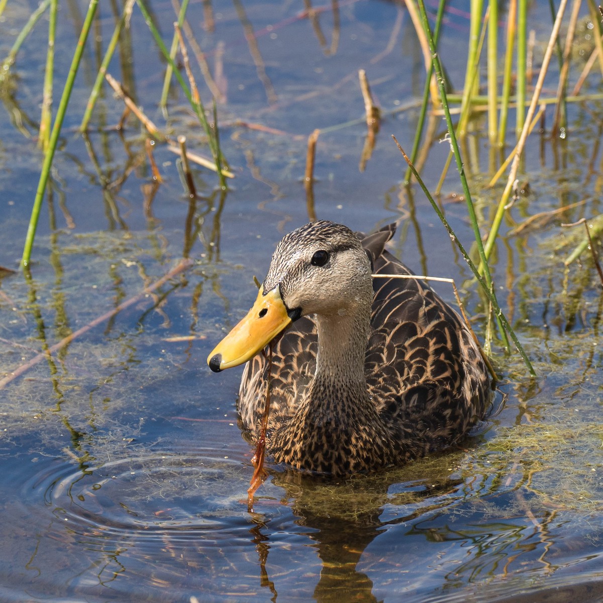 Mottled Duck - ML51831811