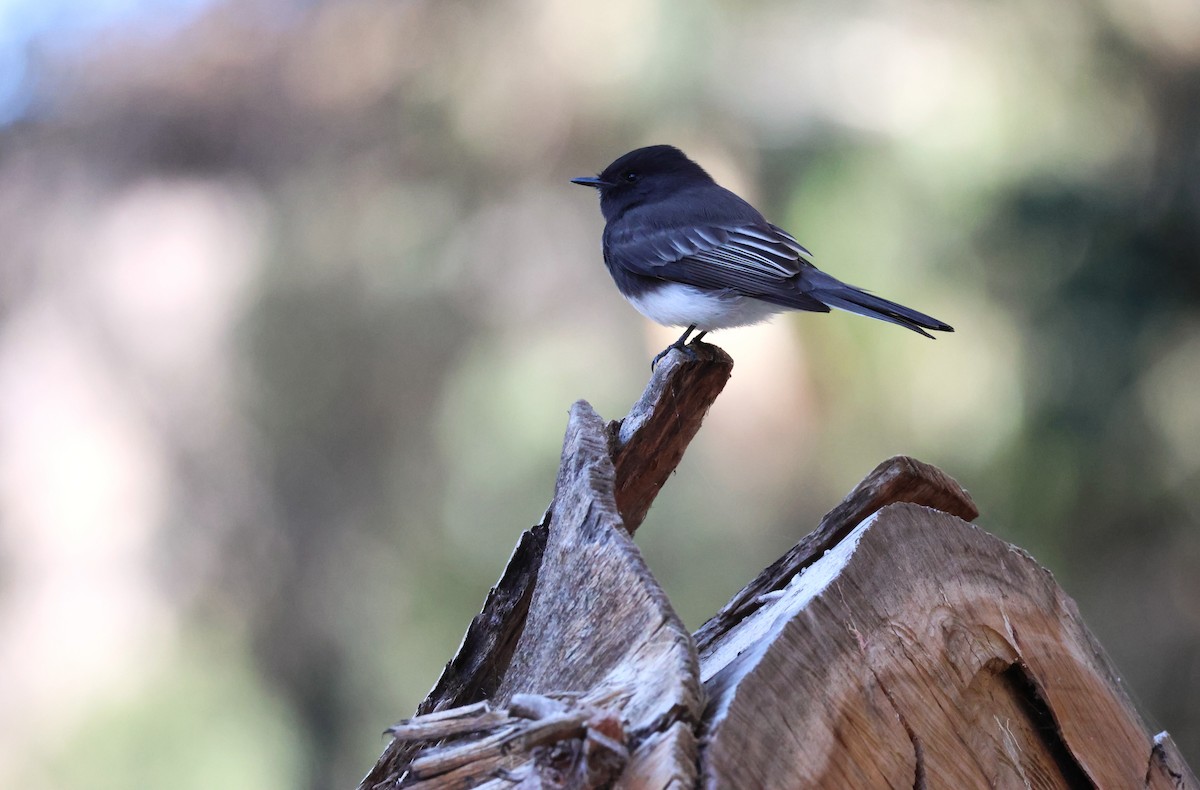 Black Phoebe - ML518318321