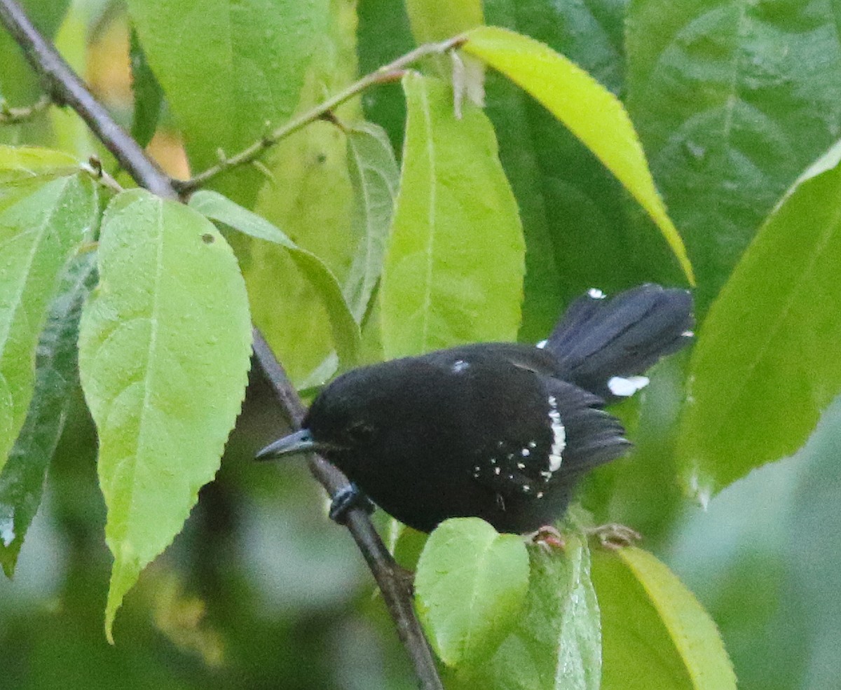 Dot-winged Antwren - ML518318371