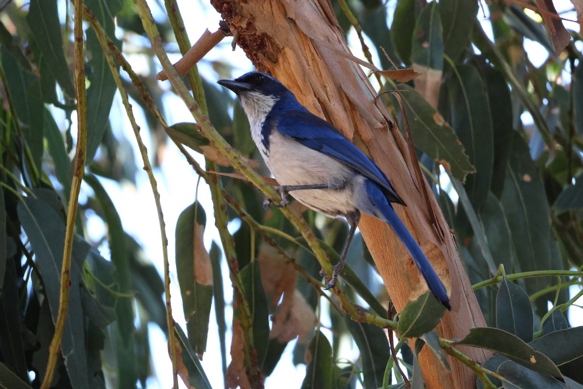 Island Scrub-Jay - ML518318411