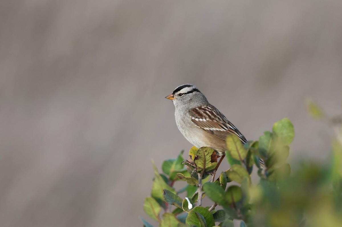 White-crowned Sparrow - ML518318501