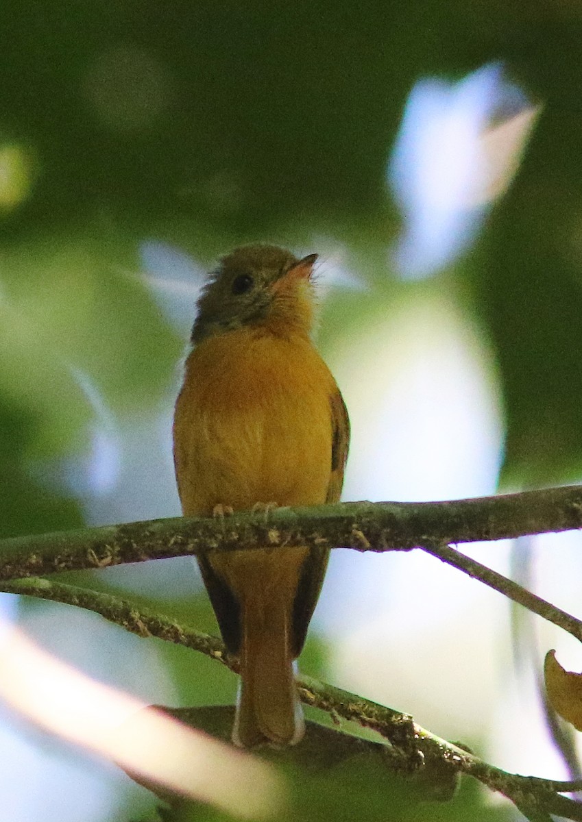 Ruddy-tailed Flycatcher - ML518318601