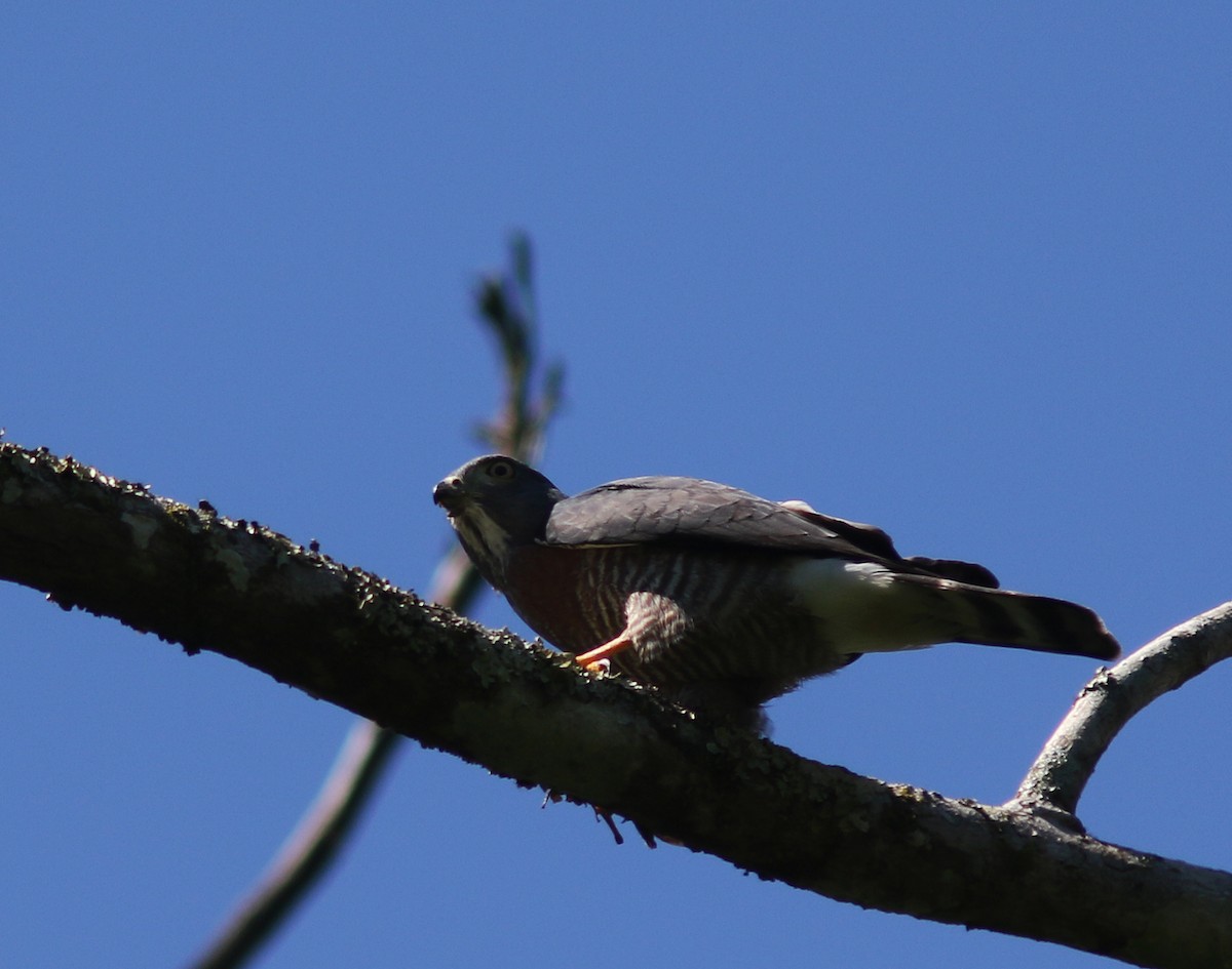 Double-toothed Kite - ML518318851