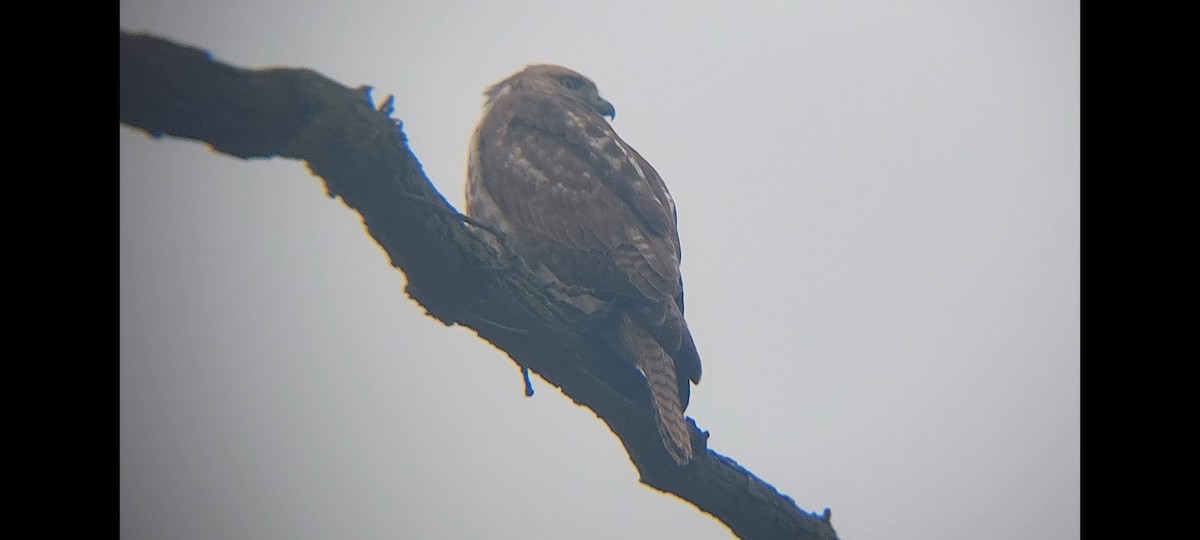 Red-tailed Hawk - ML518319061