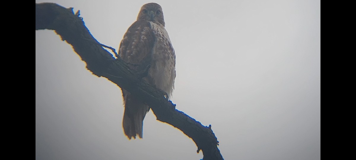 Red-tailed Hawk - ML518319071