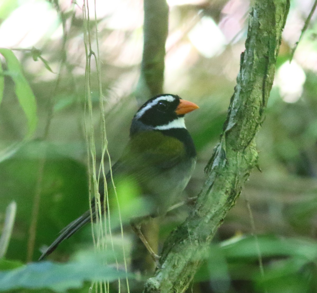 Orange-billed Sparrow - ML518319151