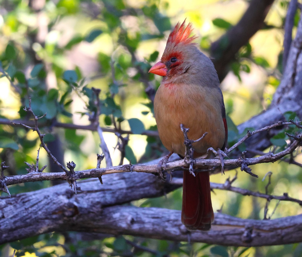 Northern Cardinal - ML518319181