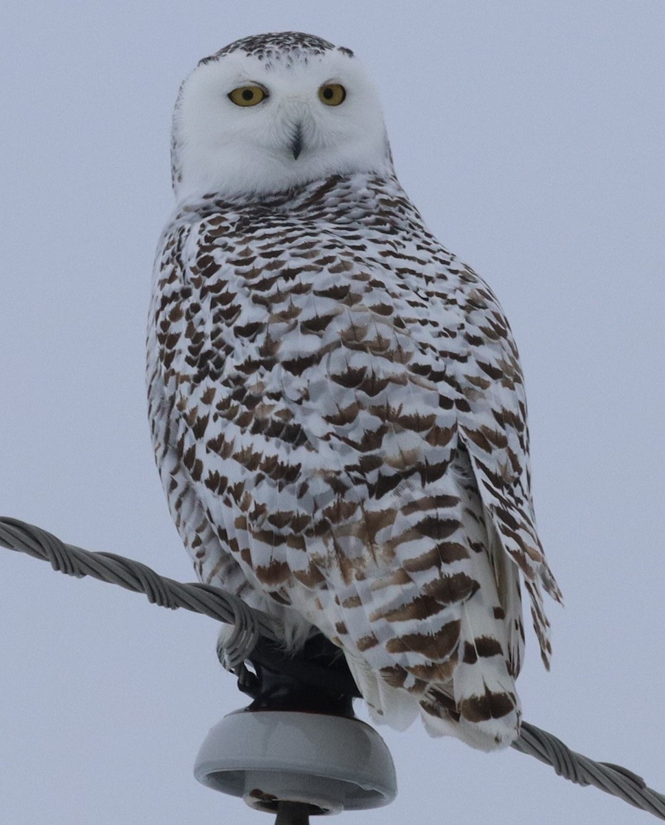 Snowy Owl - Trent Massey