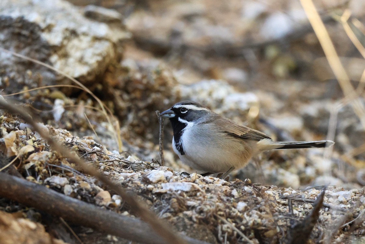 Black-throated Sparrow - Patrick Schmit