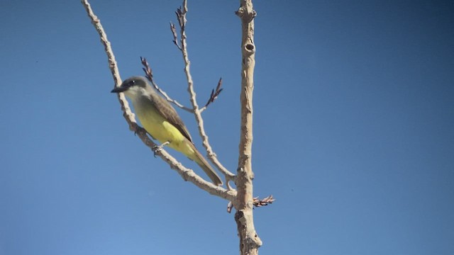 Thick-billed Kingbird - ML518319861