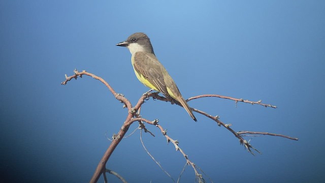 Tyran à bec épais - ML518319871