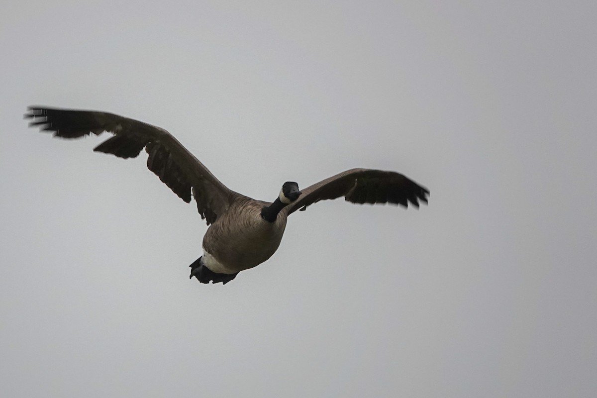 Canada Goose - ML518320641