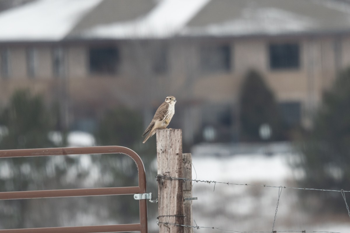 Prairie Falcon - ML518322041