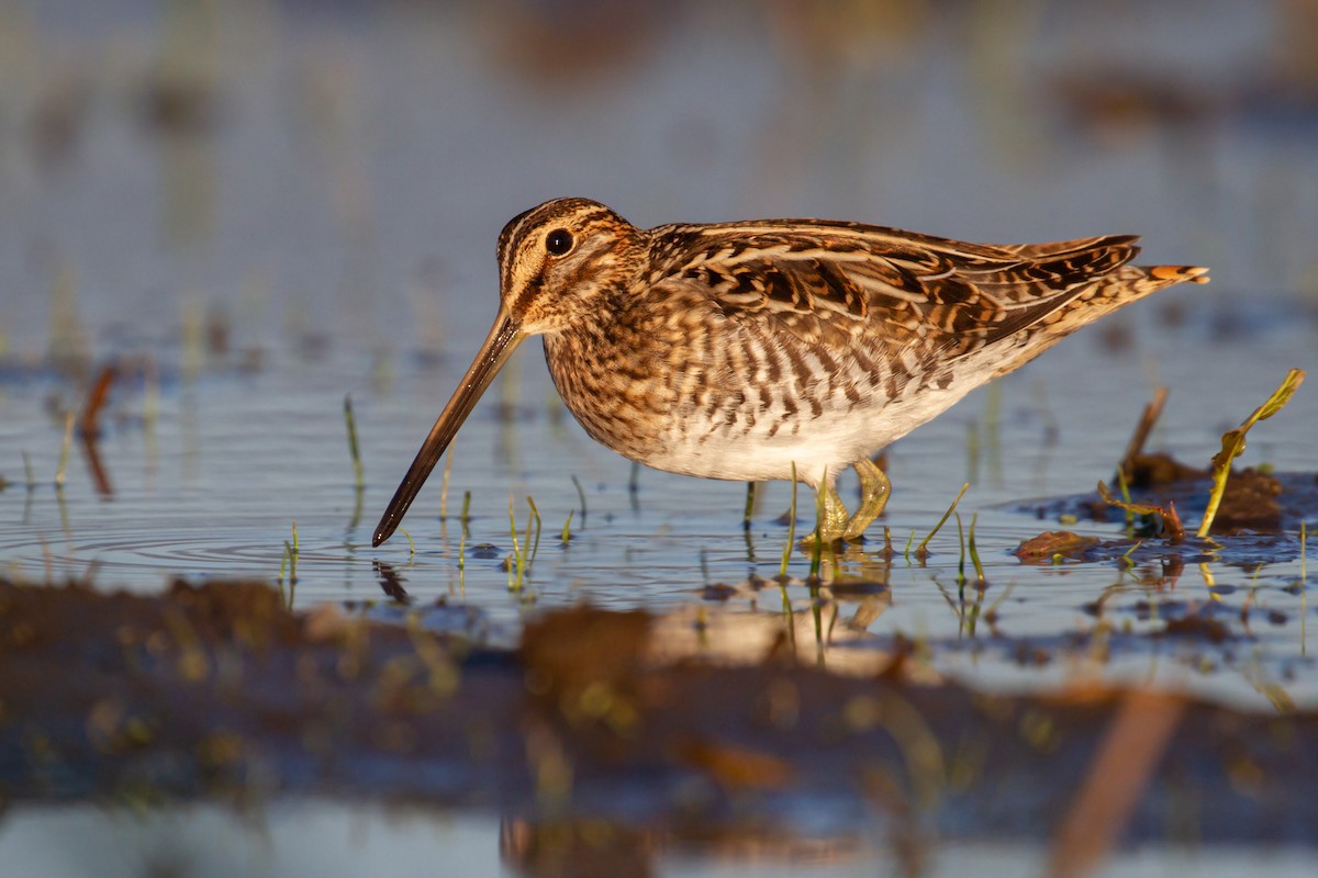 Wilson's Snipe - Sasha Cahill