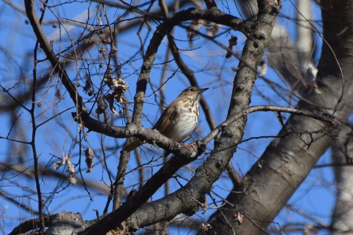 Hermit Thrush - ML518323871