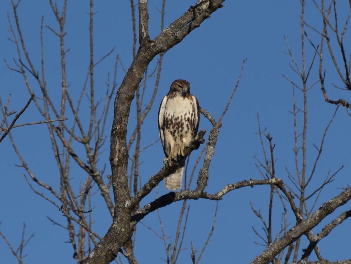 Red-tailed Hawk - ML518324821
