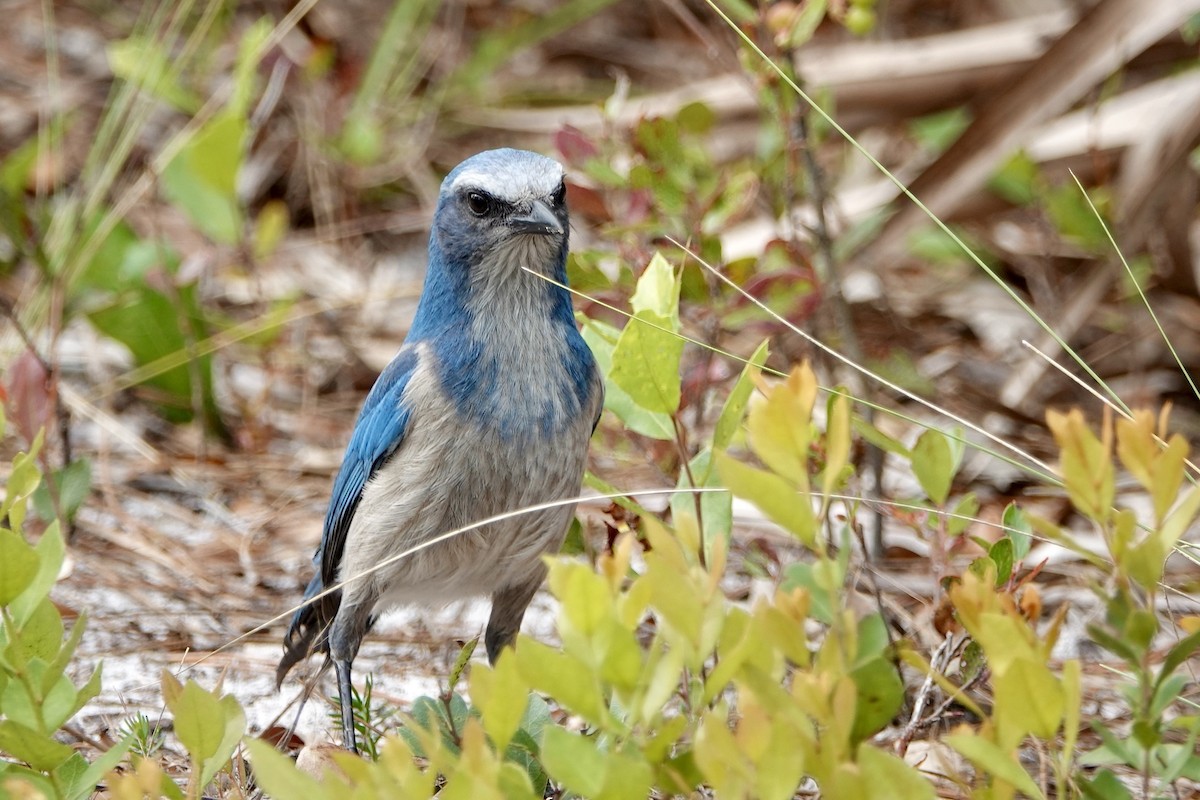 Florida Scrub-Jay - ML518324871