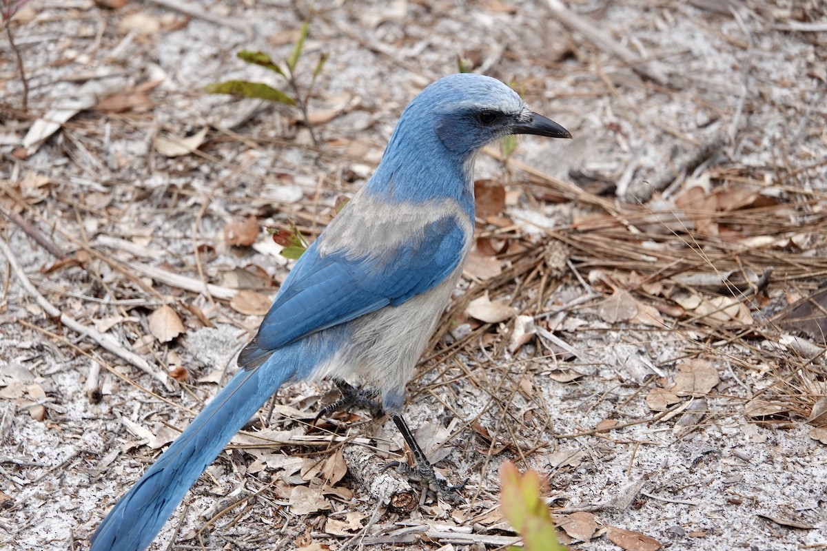 Florida Scrub-Jay - Russ  And Theresa