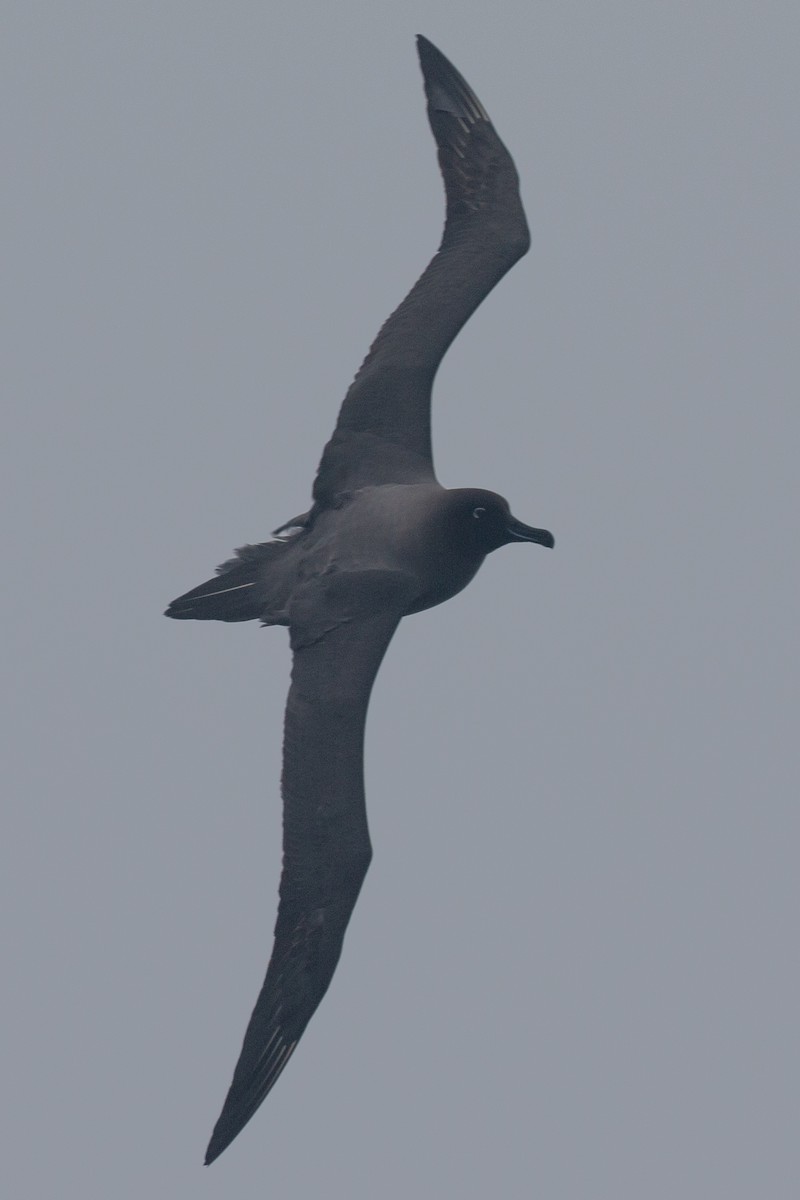 Light-mantled Albatross - Philipp Boersch-Supan