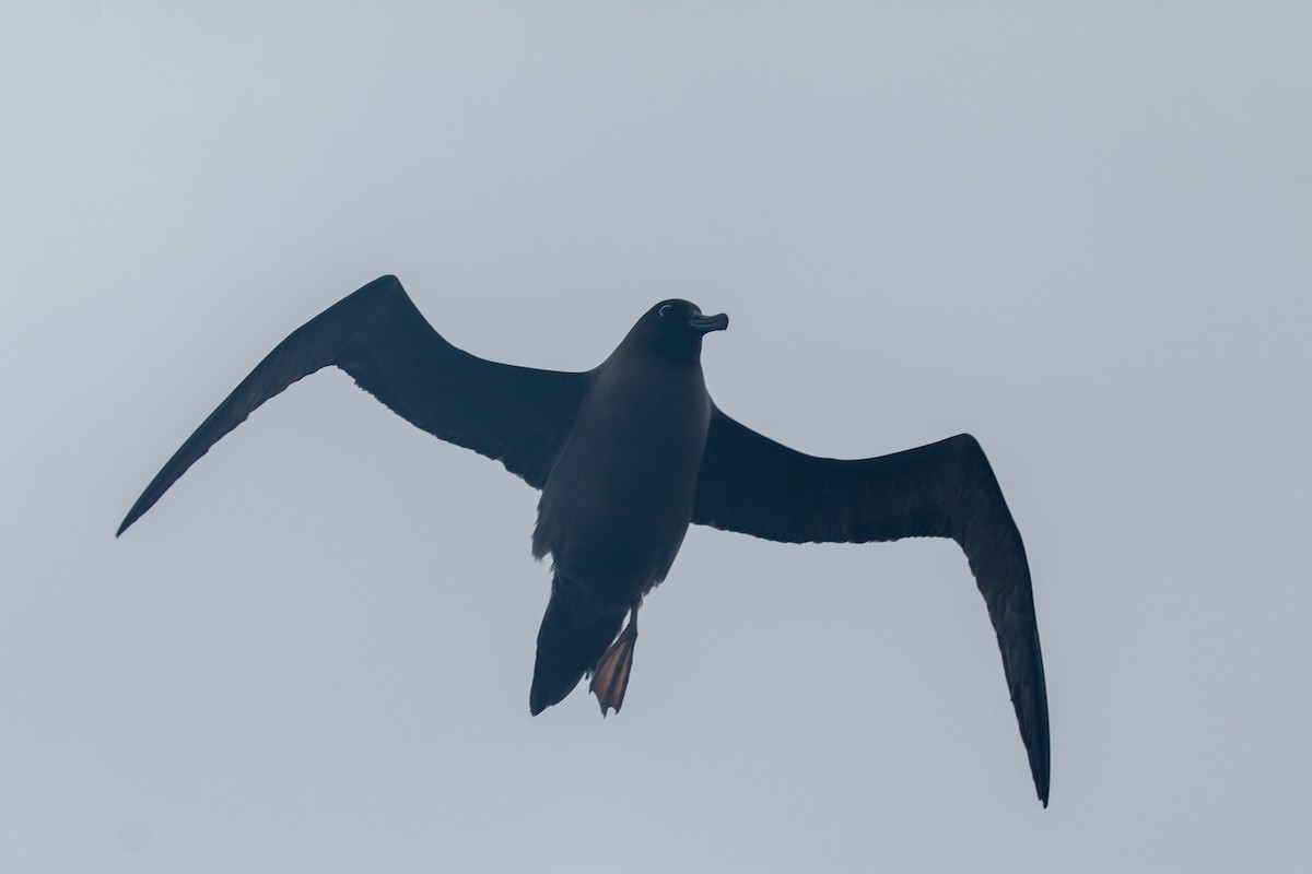 albatros světlehřbetý - ML518325921