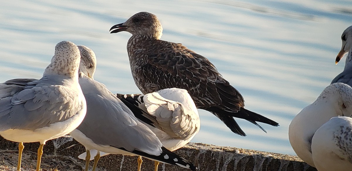 Gaviota Sombría - ML518326091