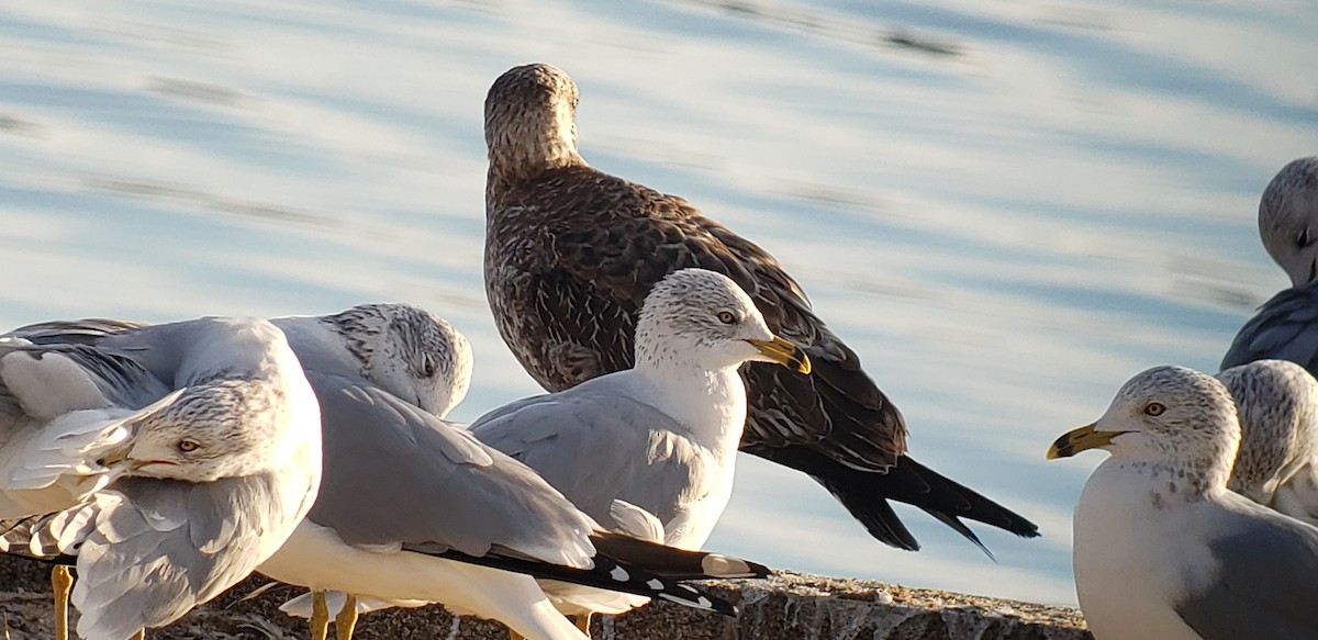 Gaviota Sombría - ML518326141