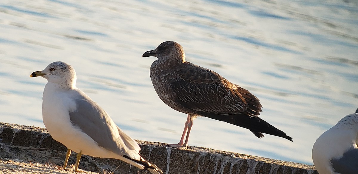 Lesser Black-backed Gull - Steve Patterson