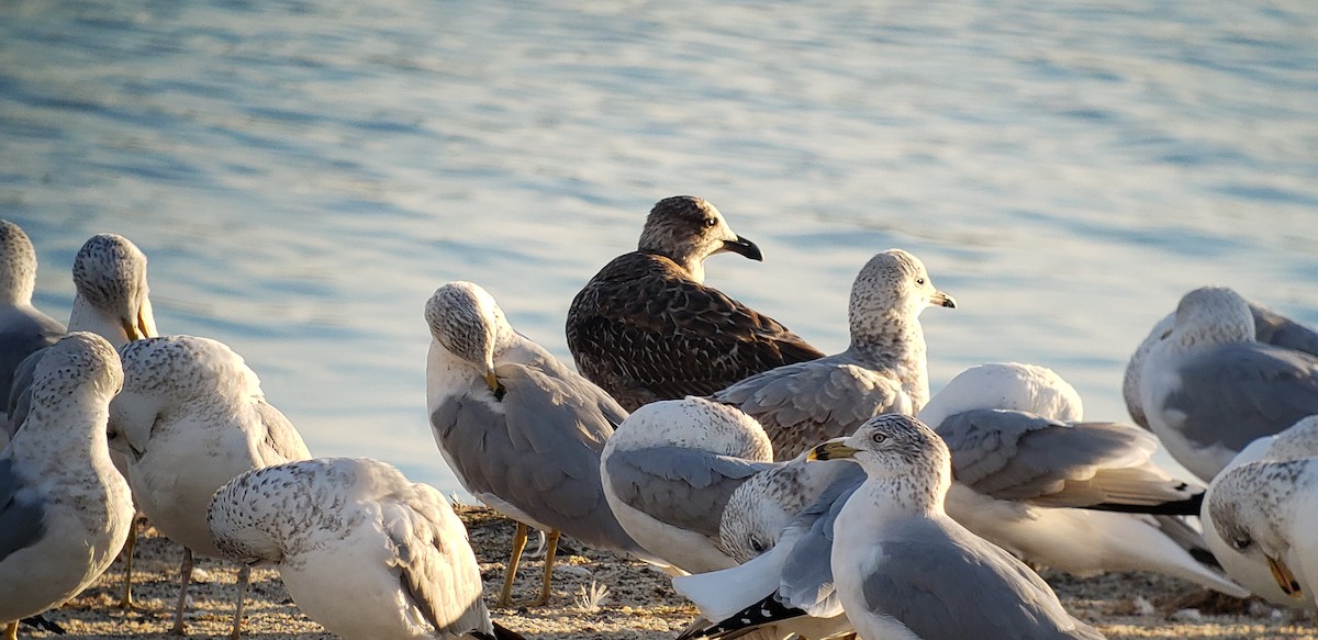 Gaviota Sombría - ML518326521