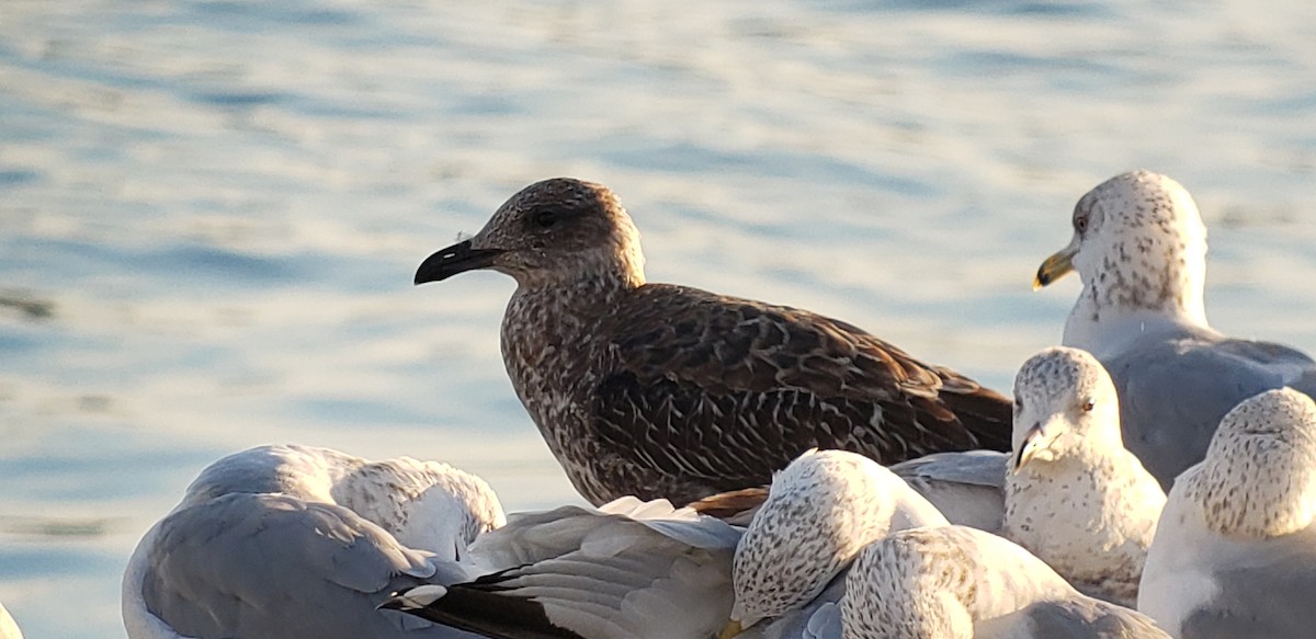 Gaviota Sombría - ML518326881