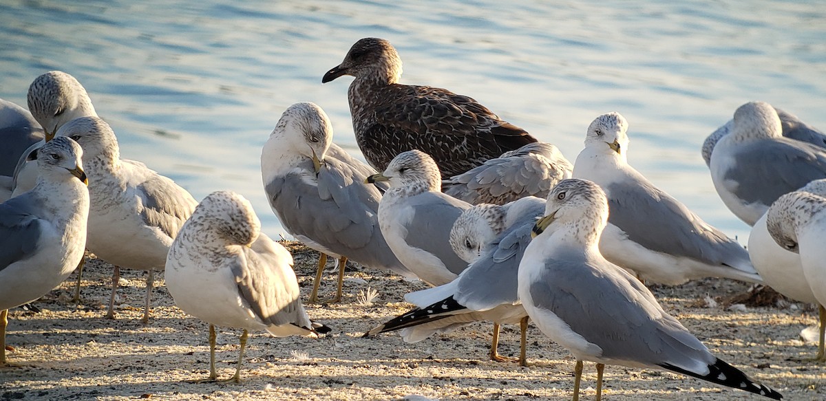 Gaviota Sombría - ML518327481