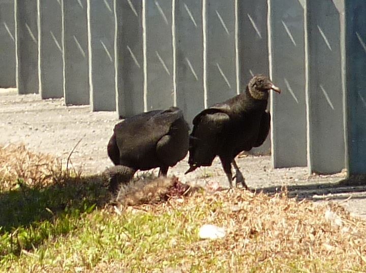 Black Vulture - Bill Pranty