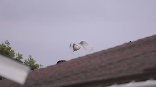 Snowy Owl - ML518329491