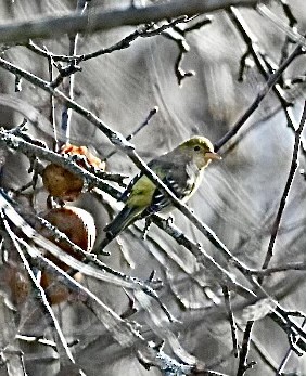 Western Tanager - ML518329871
