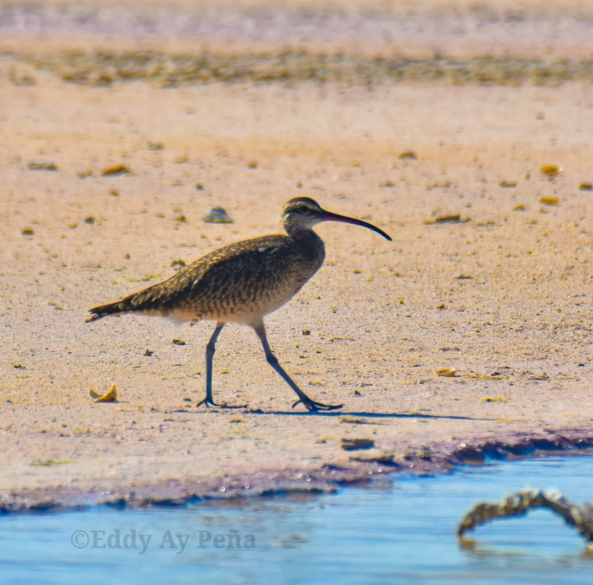 Whimbrel - ML518330531