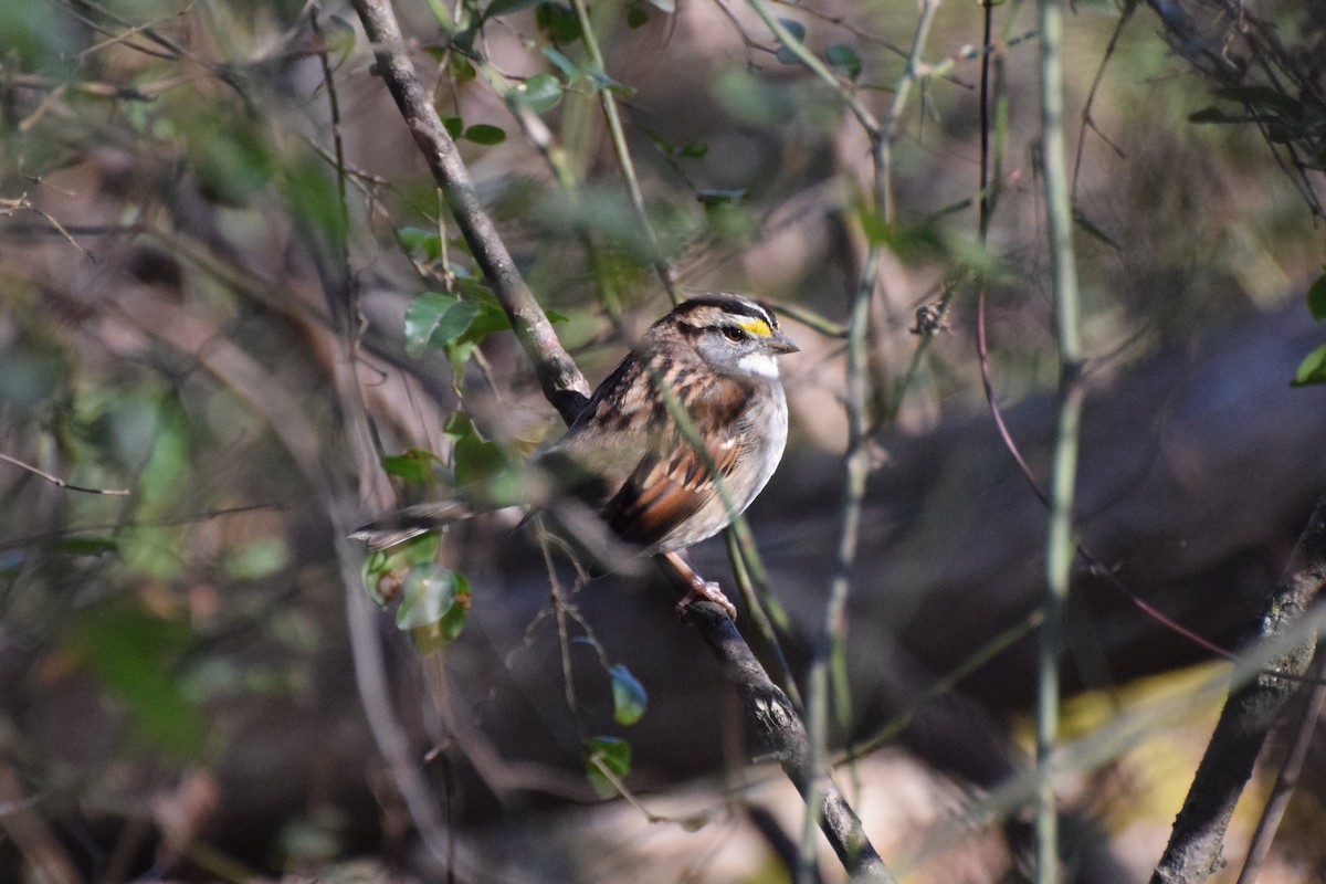 White-throated Sparrow - ML518330741